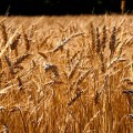 Lavoro per laureati in Agraria a Milano