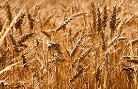 Lavoro per laureati in Agraria a Milano