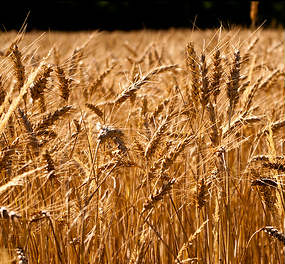 Lavoro per laureati in Agraria a Milano