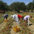 incentivi lavoro agricolo 2014