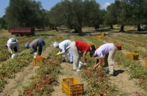 incentivi lavoro agricolo 2014