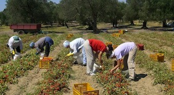 incentivi lavoro agricolo 2014