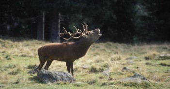 Il Parco Nazionale dei Monti Sibillini cerca Collaboratori