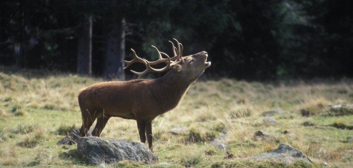 Il Parco Nazionale dei Monti Sibillini cerca Collaboratori