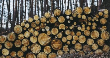 Si cercano 30 tagliaboschi, alloggio e stipendio fino a 2000 euro al mese TAGLIABOSCHI