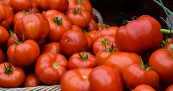 Conserve Italia cerca stagionali per la campagna del pomodoro conserve italia