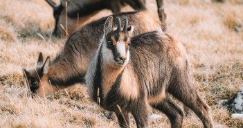 Il Parco Nazionale d’Abruzzo assume assistenti a tempo indeterminato parco nazionale
