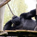 WWF