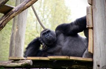 WWF