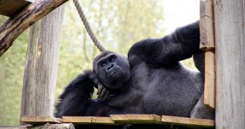 WWF